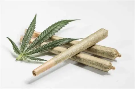 pre roll cbd gelato